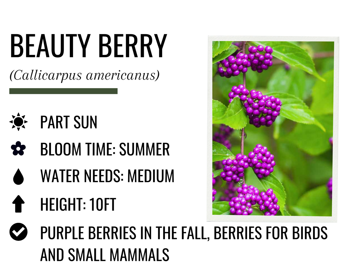 Beauty Berry (3g)