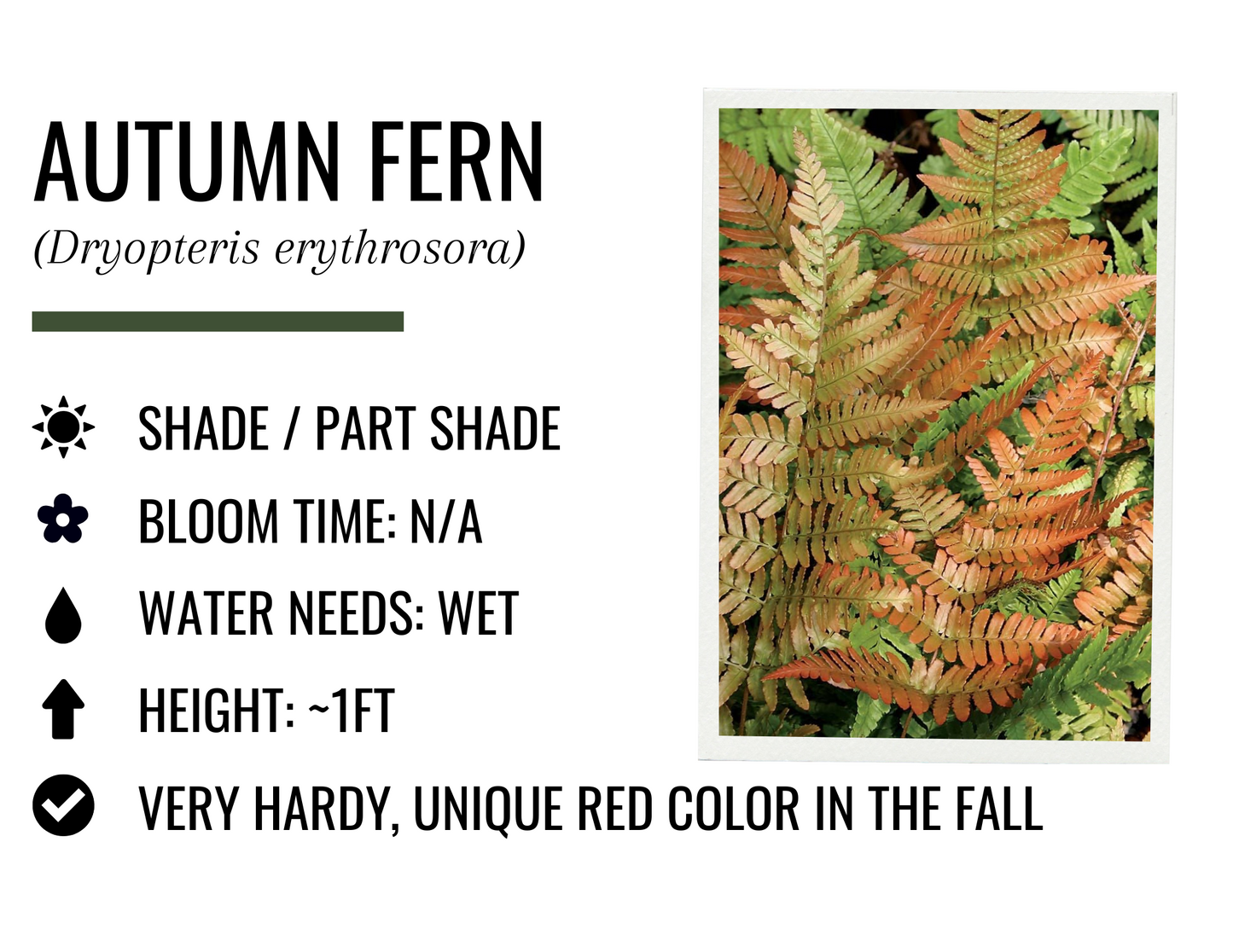 Autumn Fern (1g)