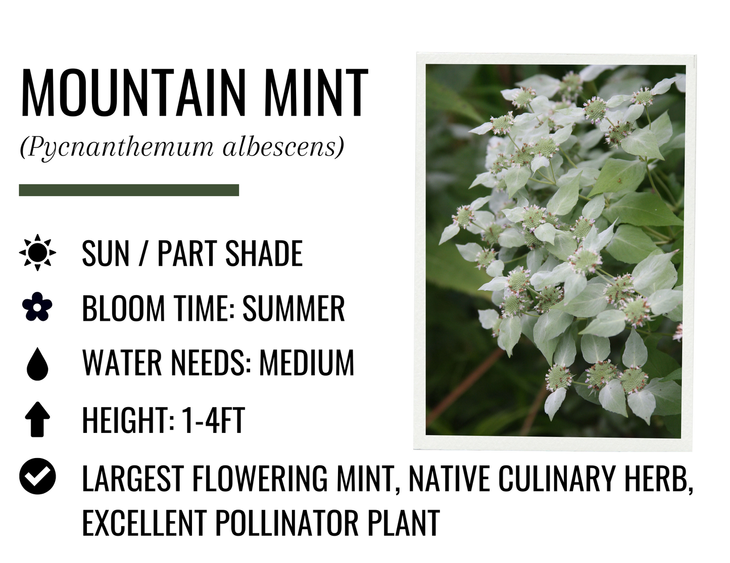 Mountain Mint (1g)