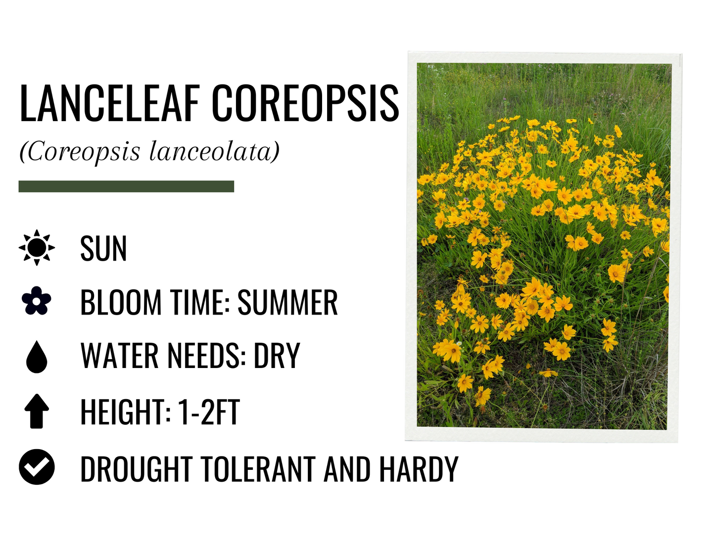 Lanceleaf Coreopsis (1g)
