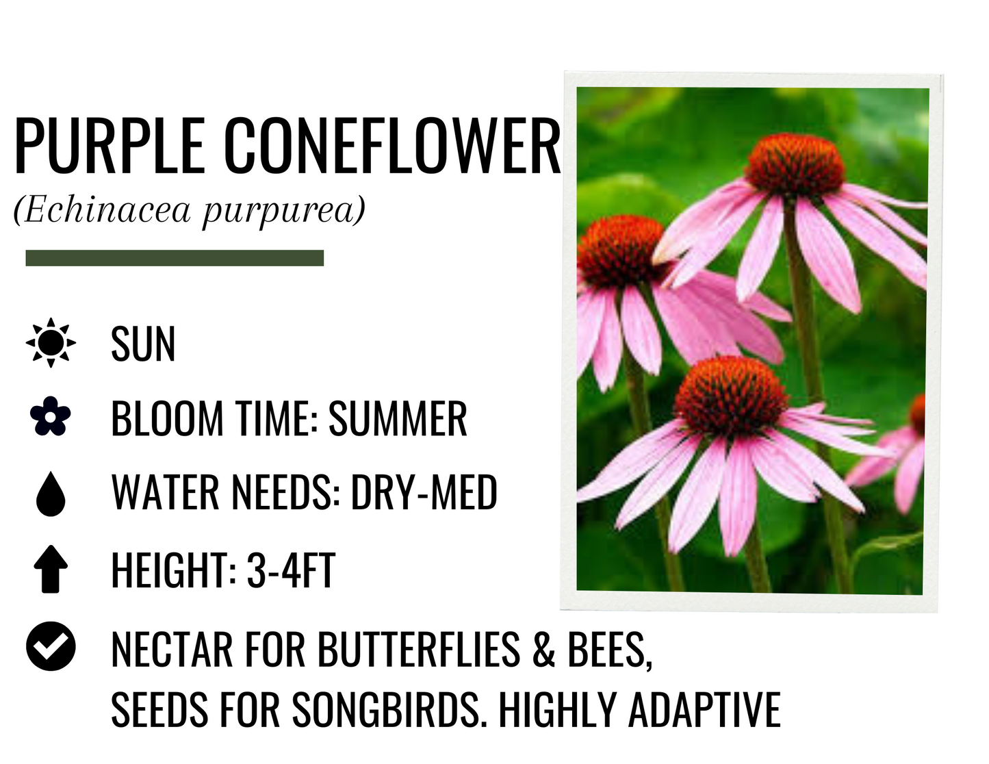 Purple Coneflower (1g)