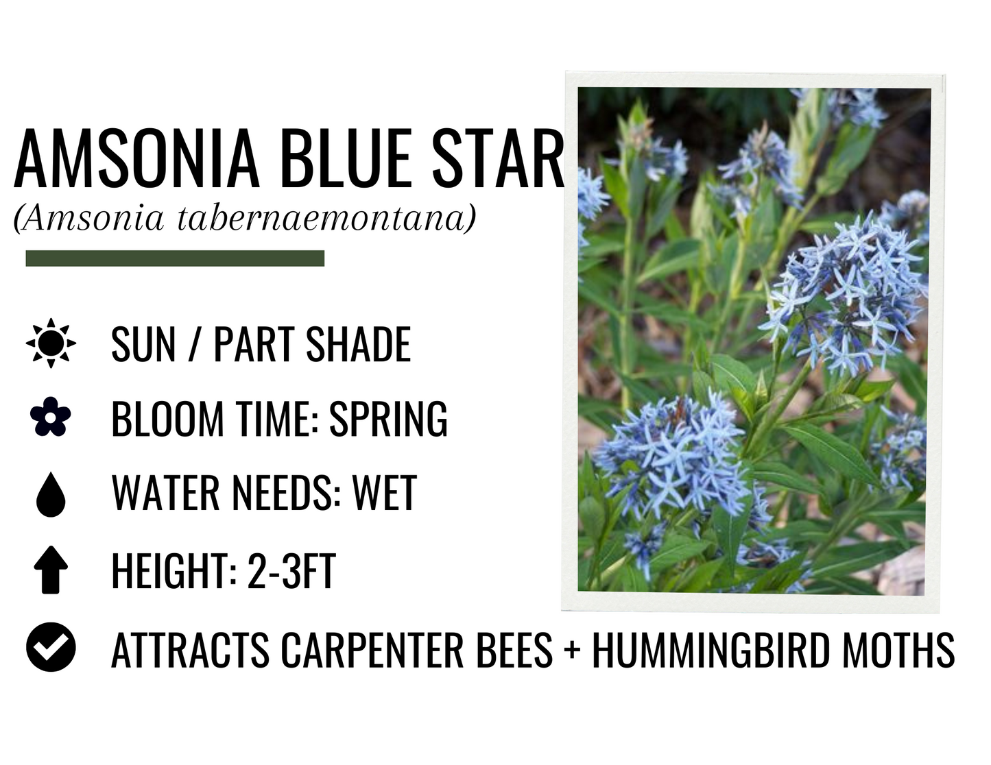 Amsonia Blue Star (1g)
