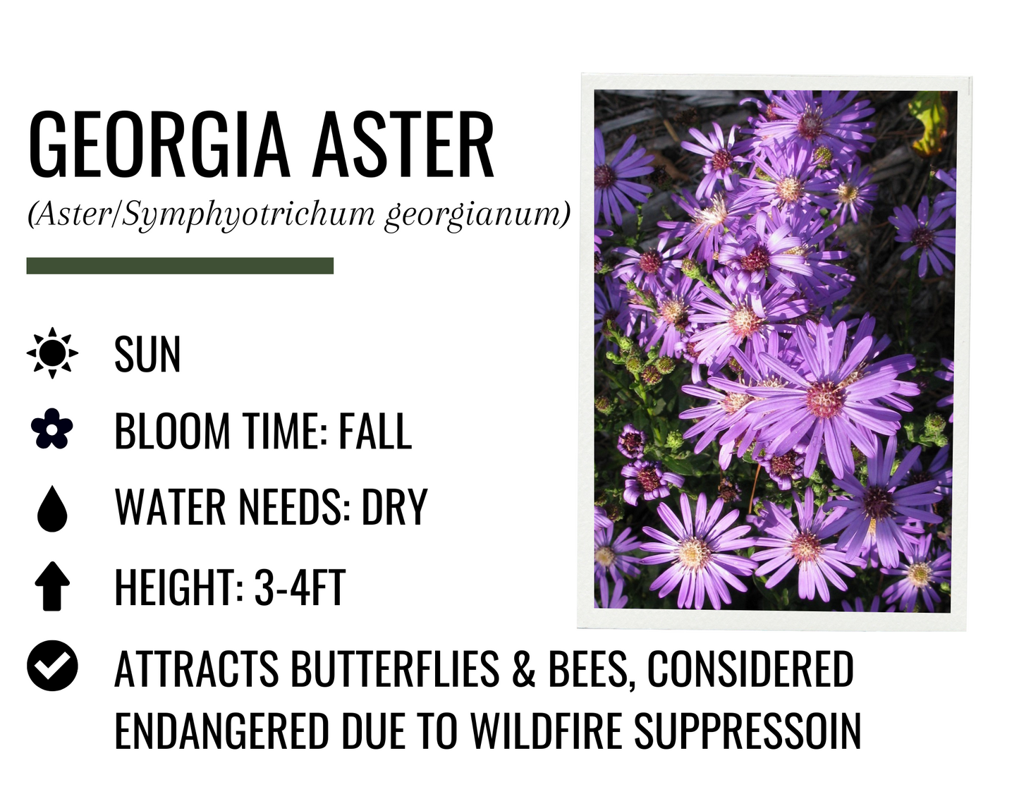 Georgia Aster (1g)
