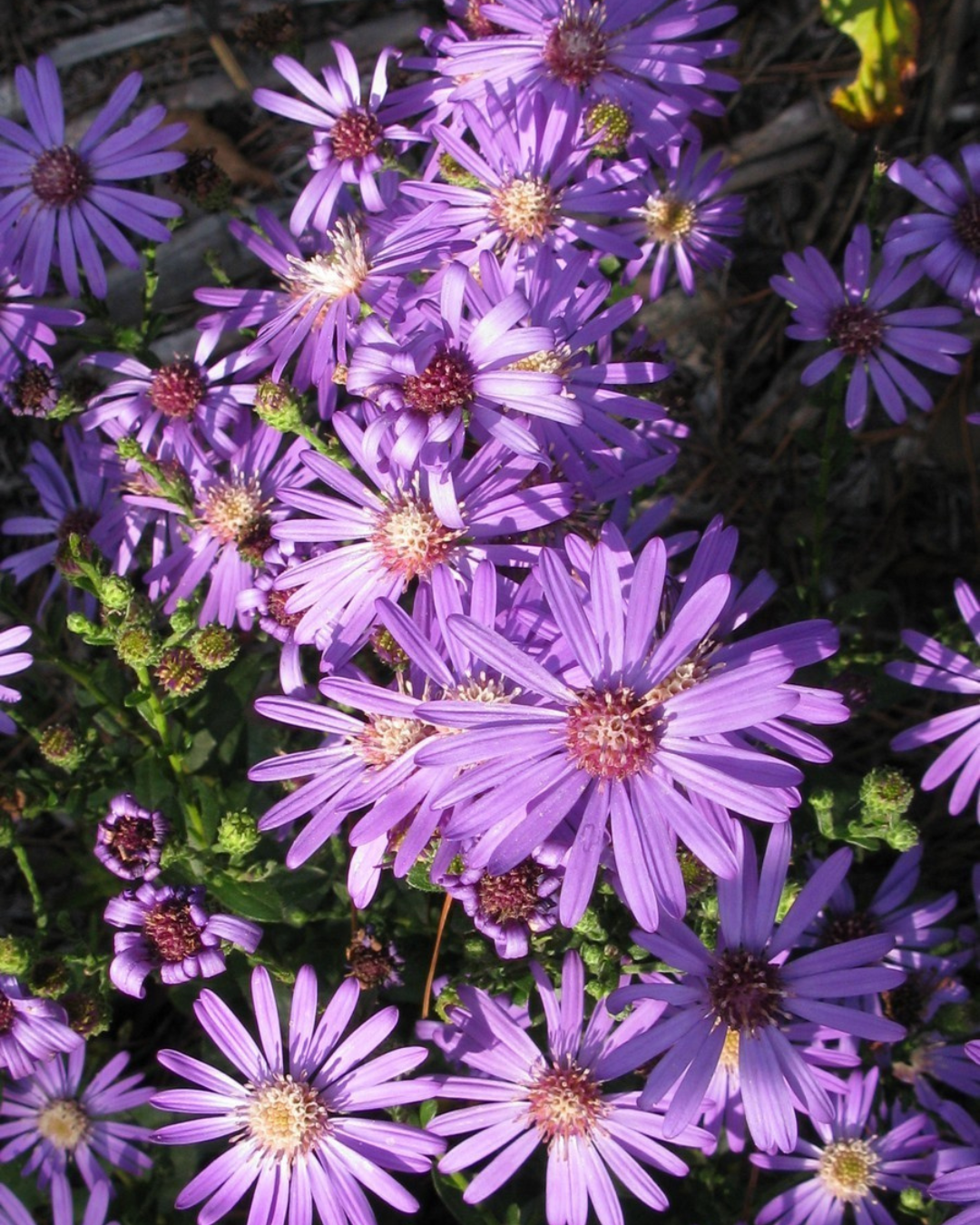 Georgia Aster (1g)
