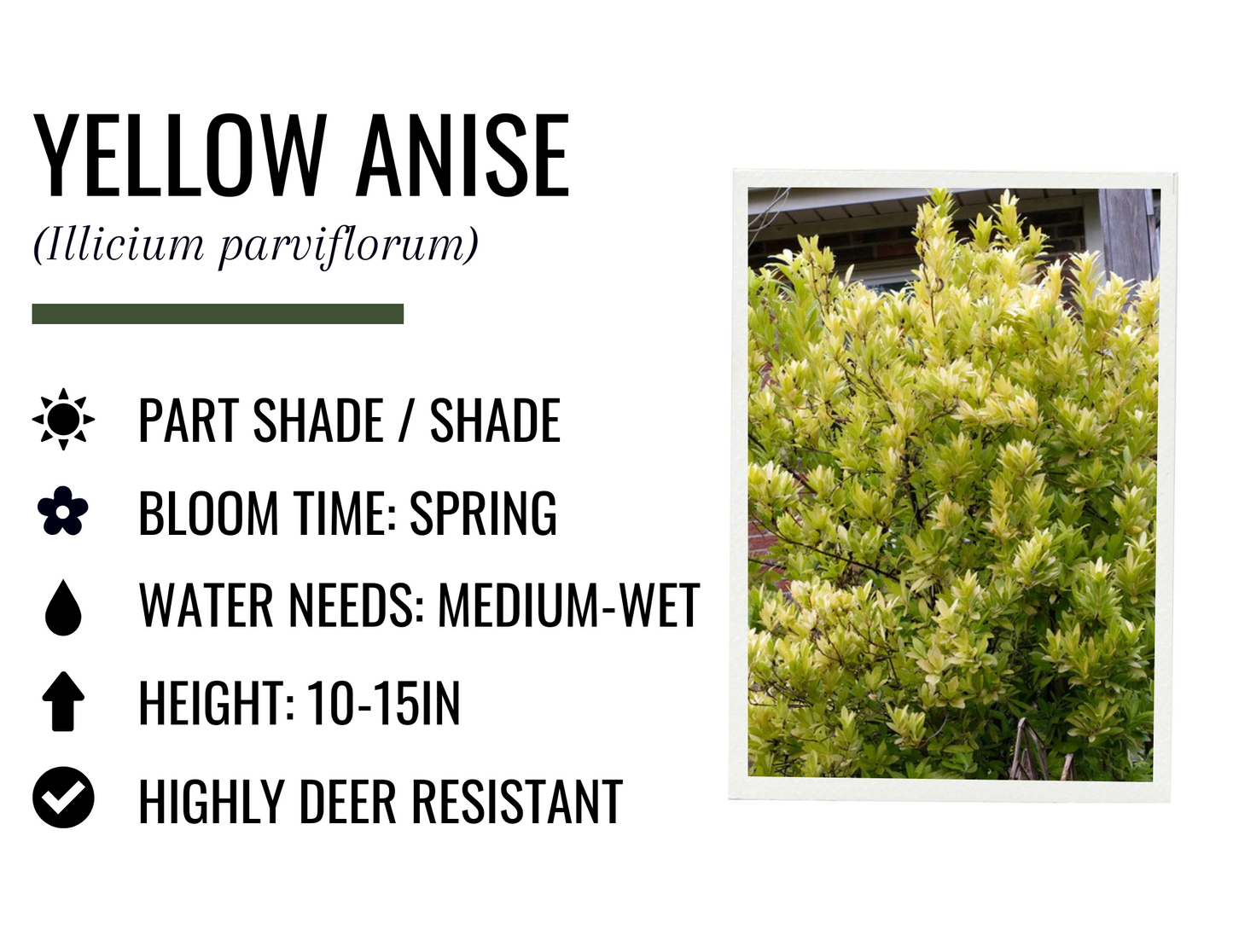 Yellow Anise (3g)