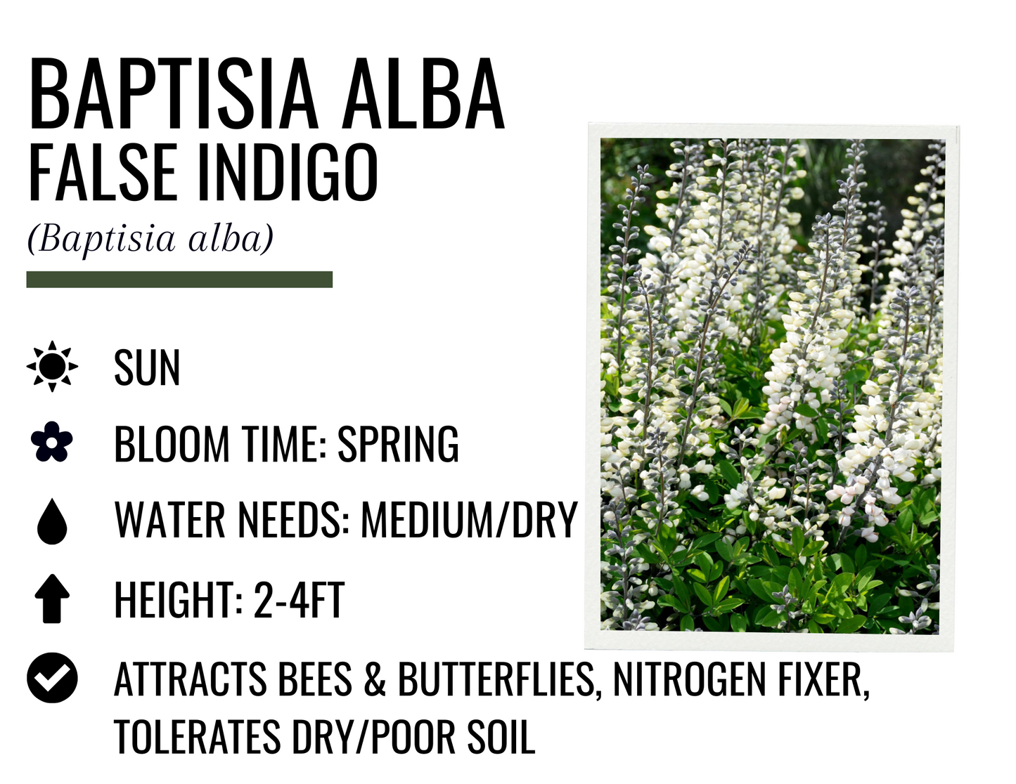 Baptisia Alba - False Indigo (1g)