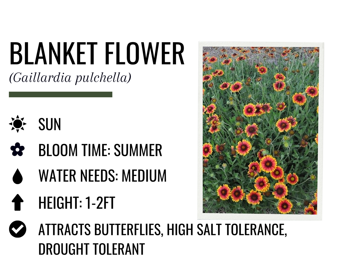 Blanket Flower (1g)