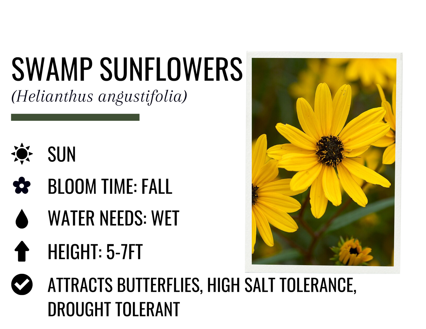 Swamp Sunflower (1g)