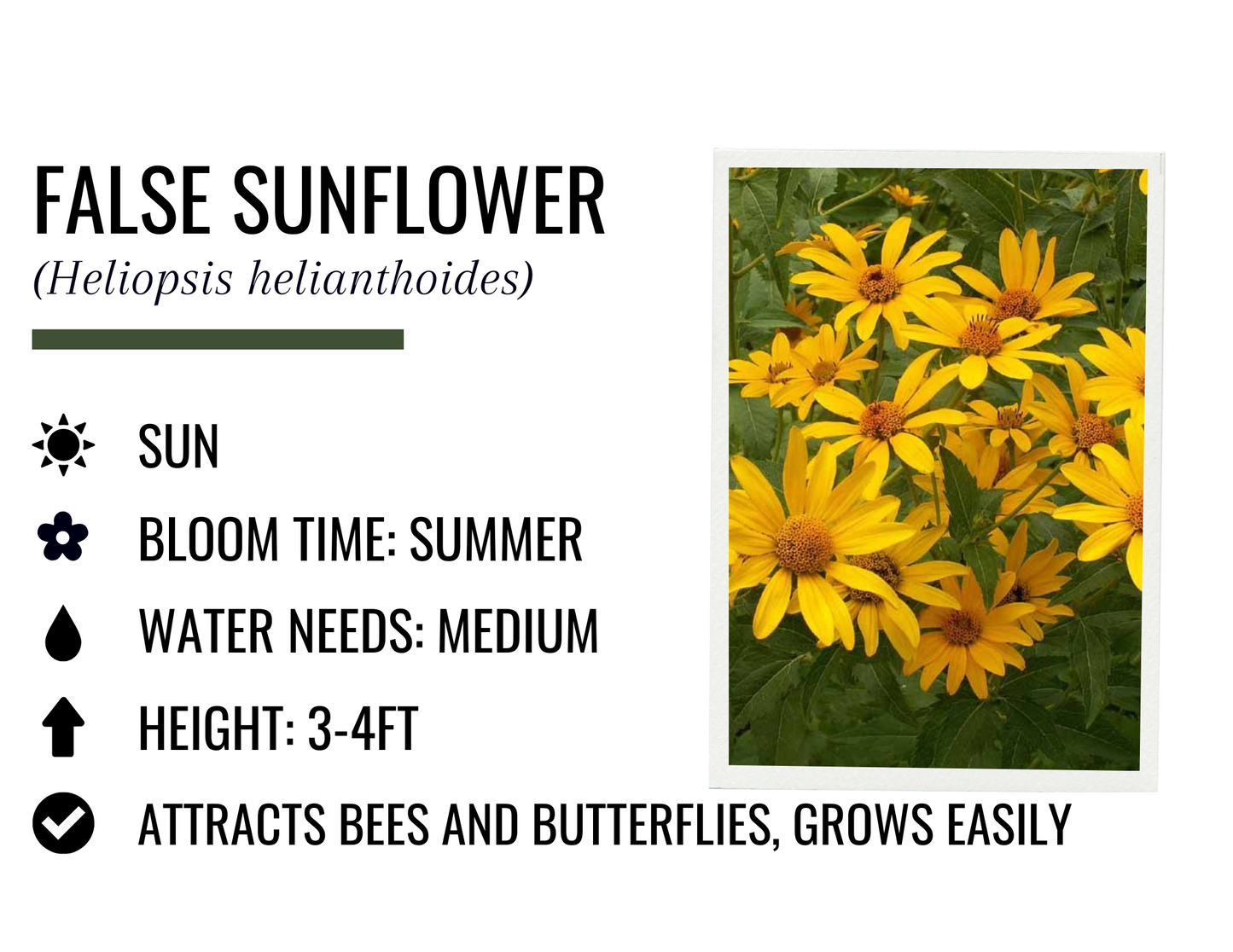 False Sunflower (1g)