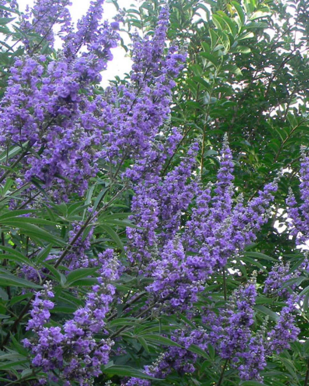 Chaste Tree 'Shoal Tree' (3g)