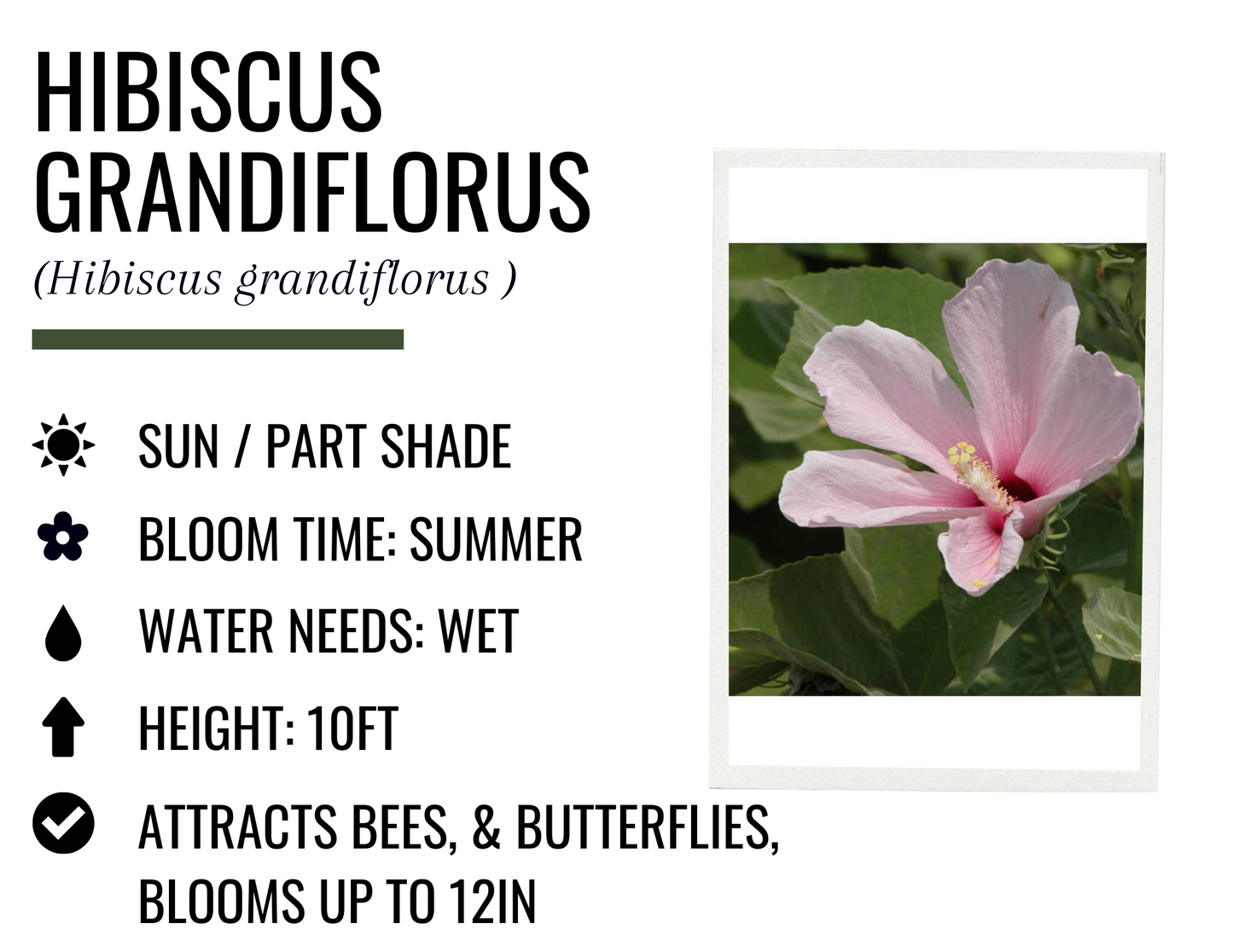 Hibiscus Grandiflorus (3g)