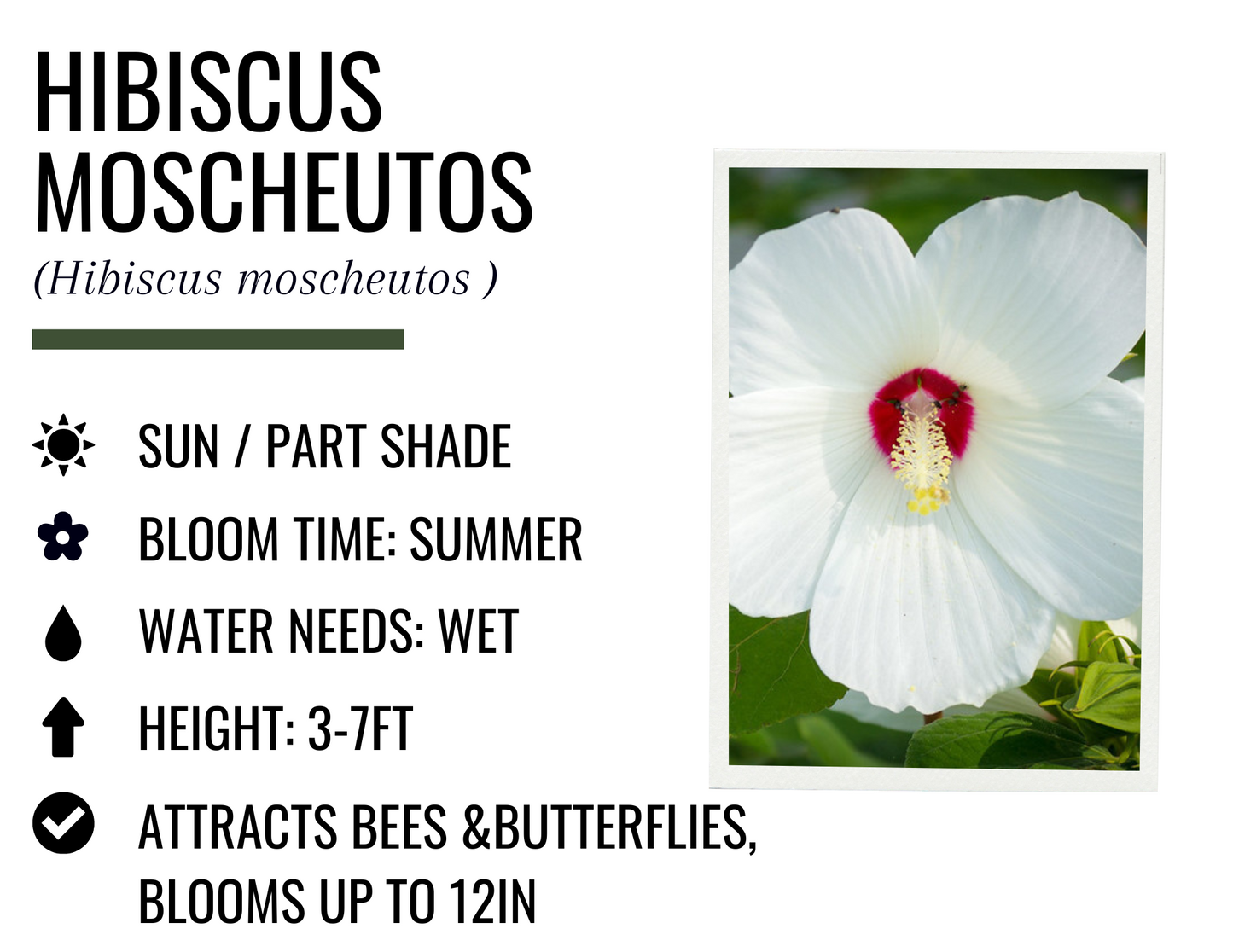 Hibiscus Moscheutos (1g)