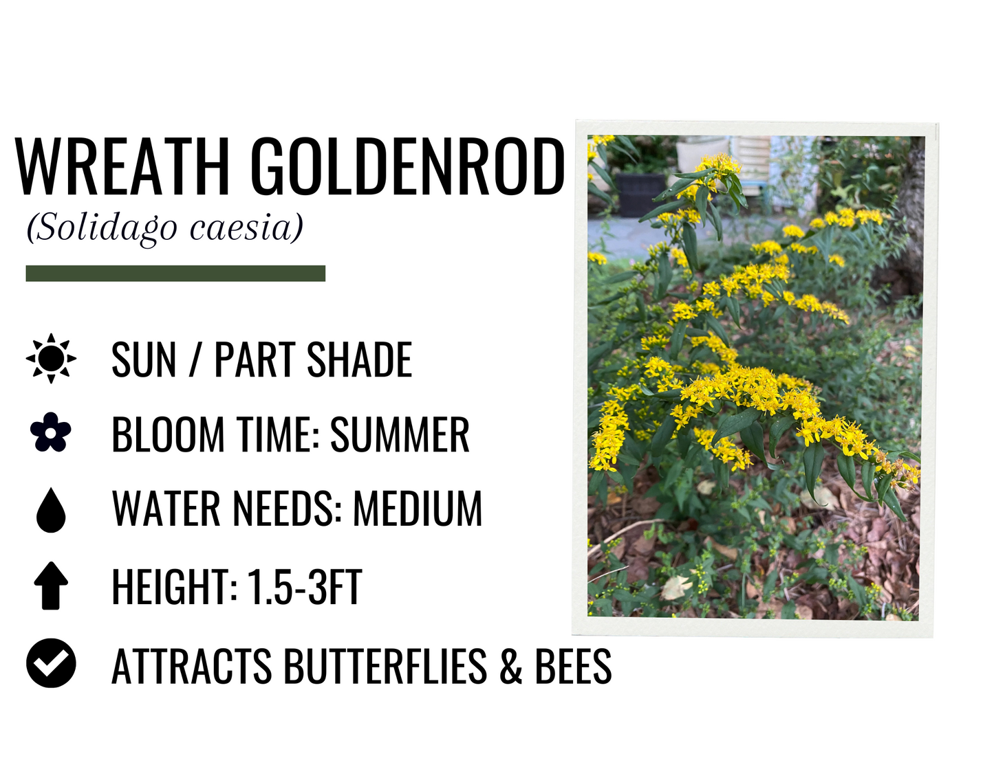 Wreath Goldenrod (1g)