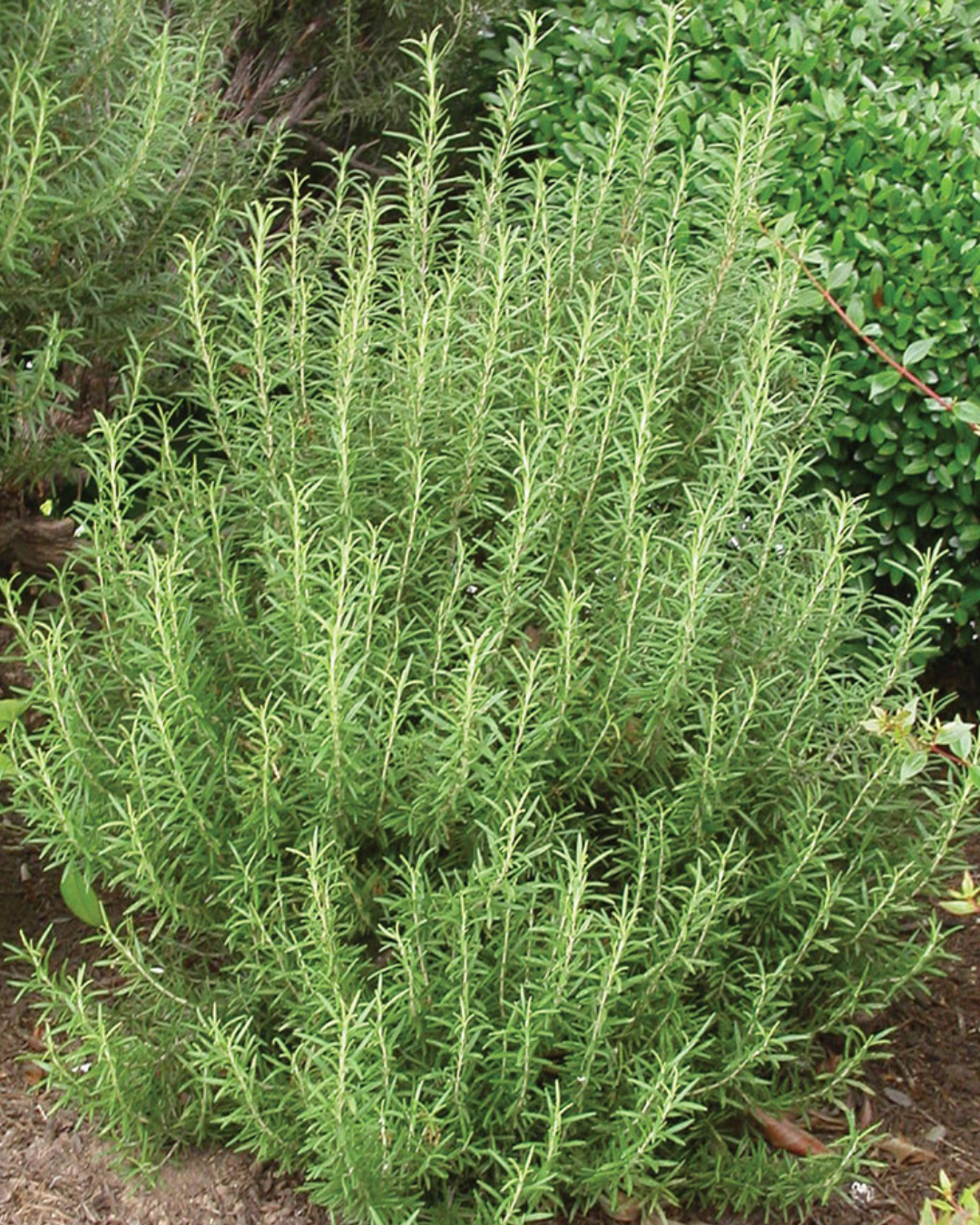 Rosemary (1g)