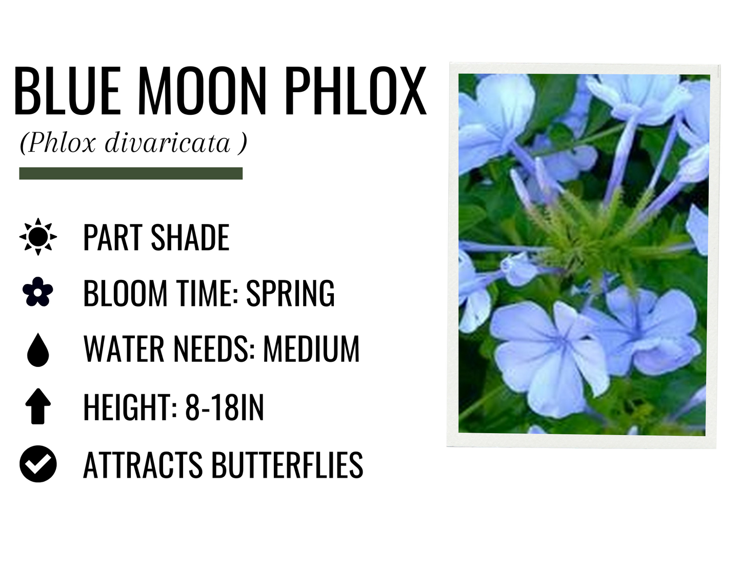 Blue Moon Phlox (1g)