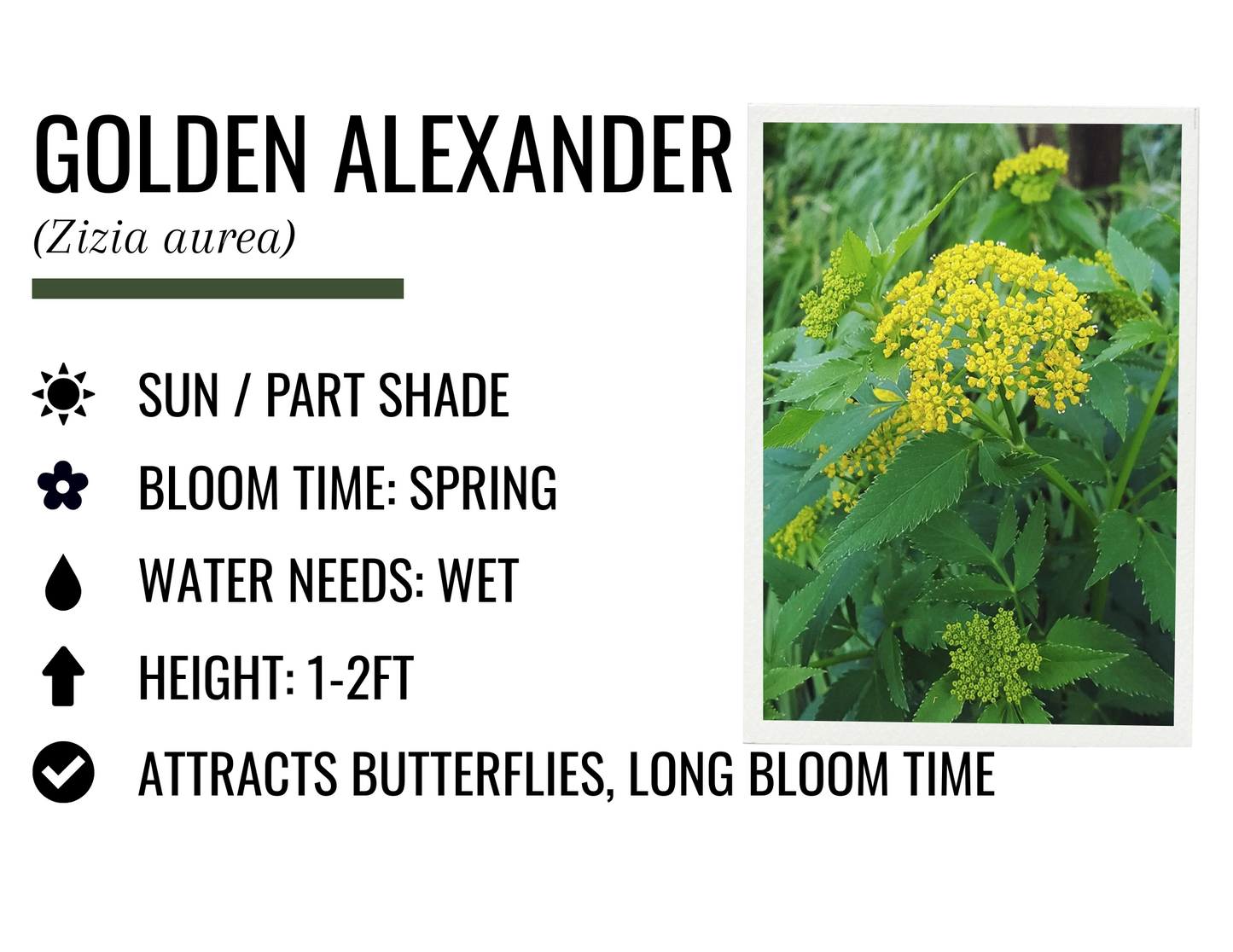 Golden Alexander (1g)