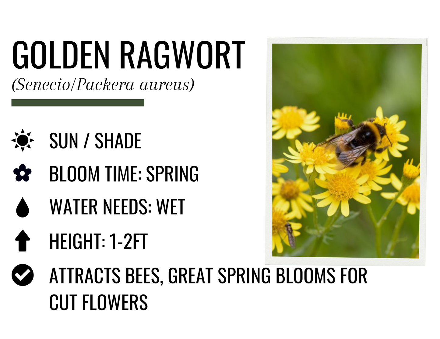 Golden Ragwort (1g)