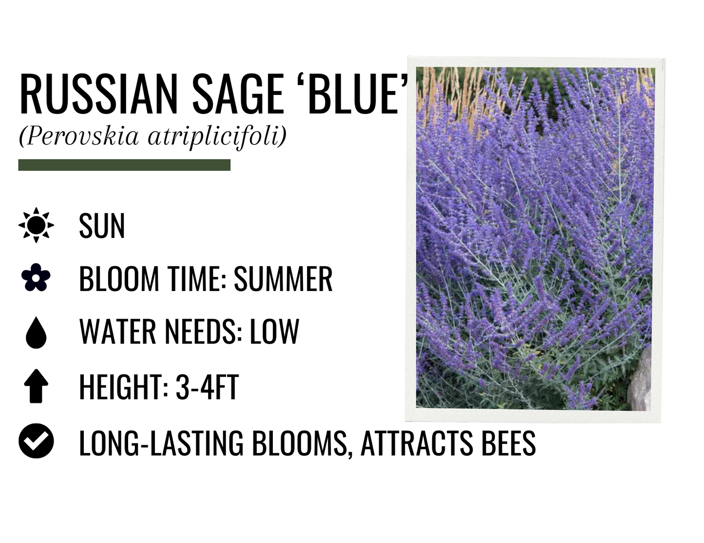 Russian Sage 'Crazy Blue' (1g)