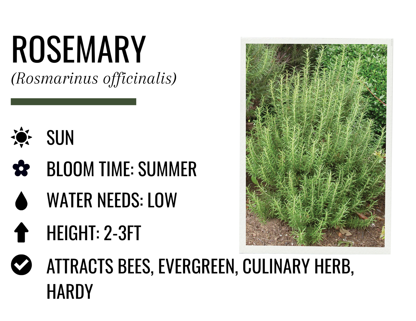 Rosemary (1g)