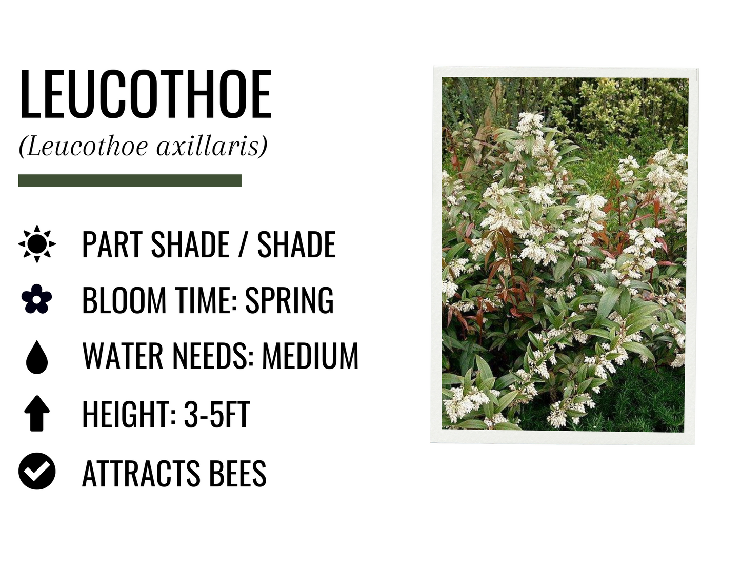Leucothoe (3g)