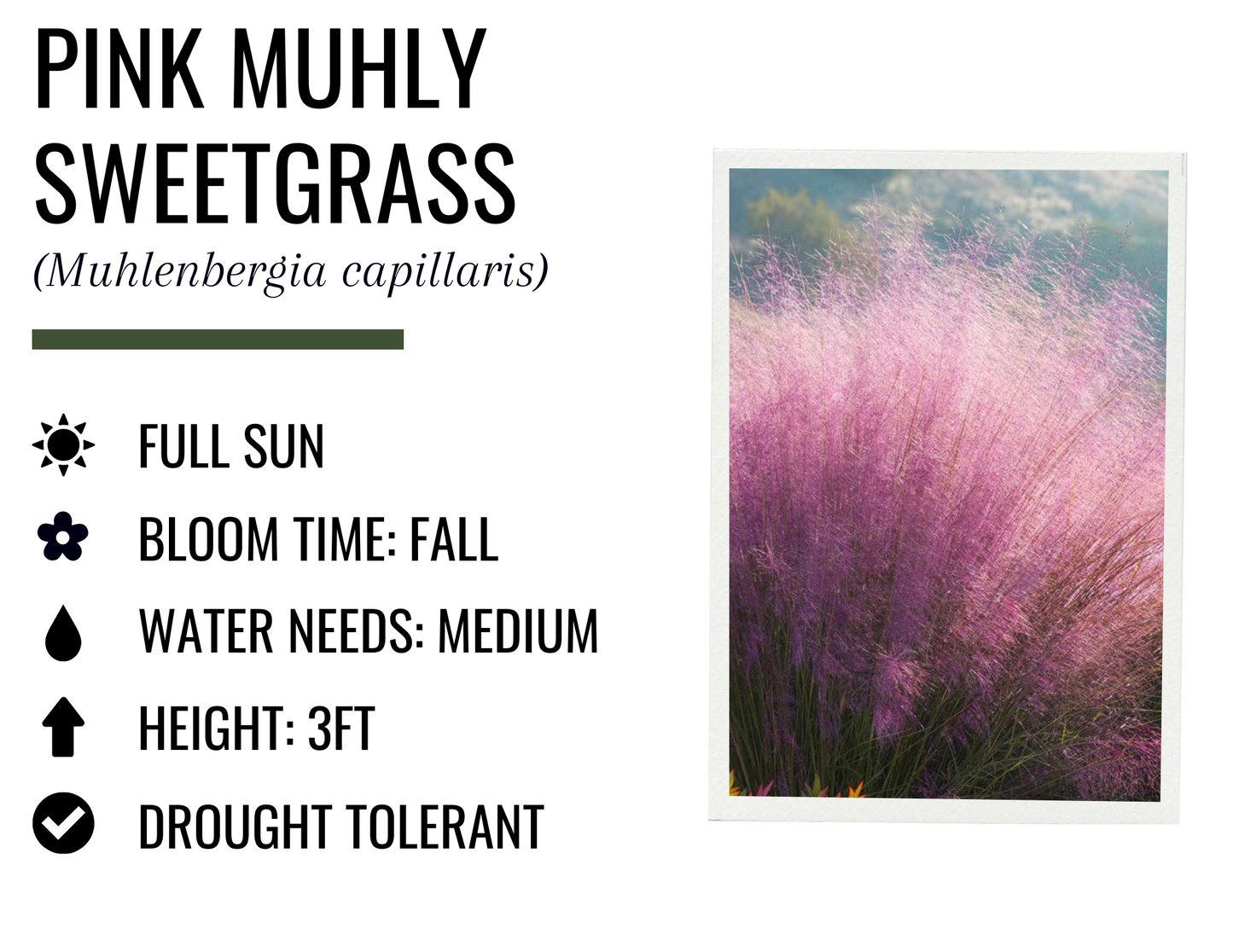 Pink Muhly Sweetgrass (3g)