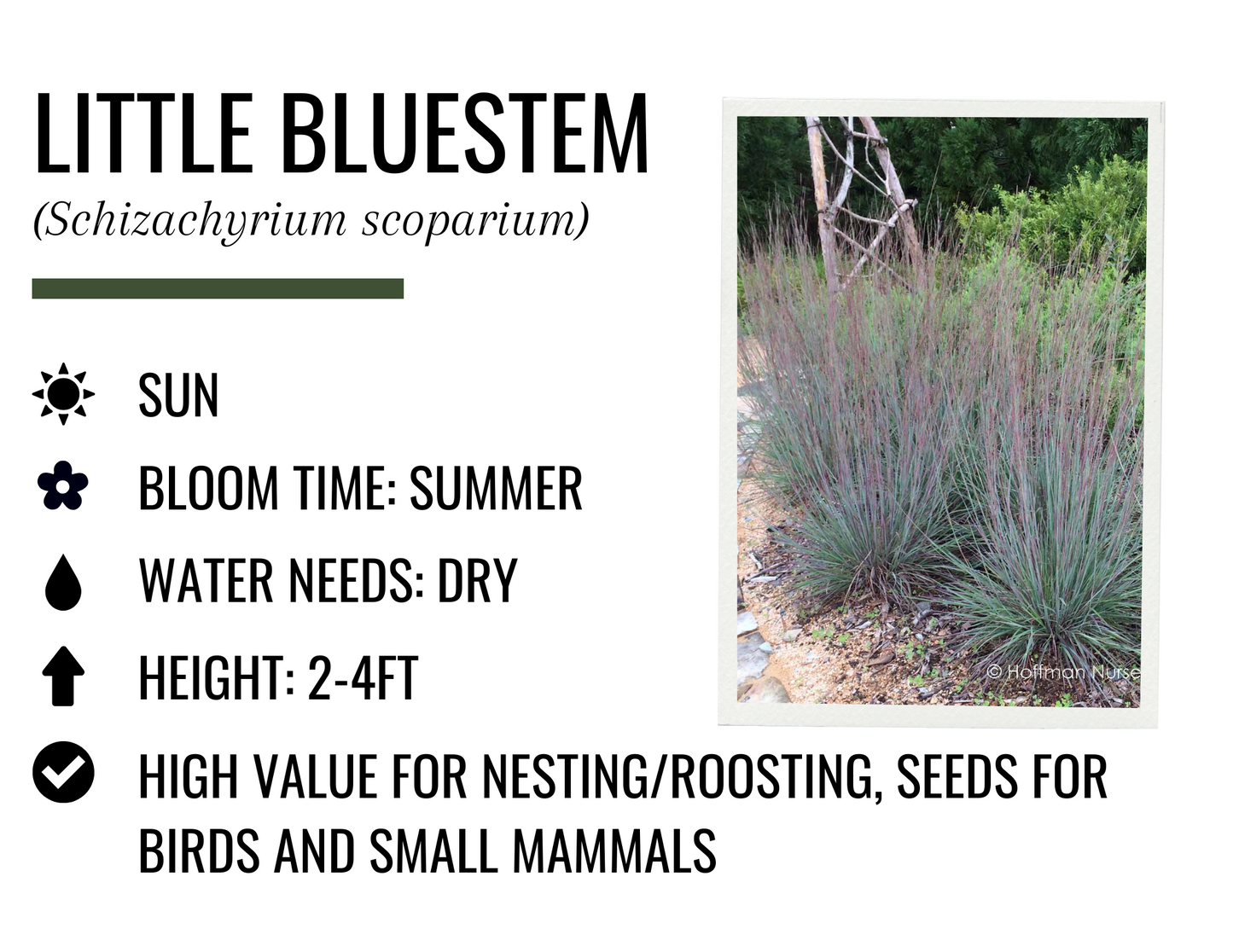 Little Bluestem (1g)