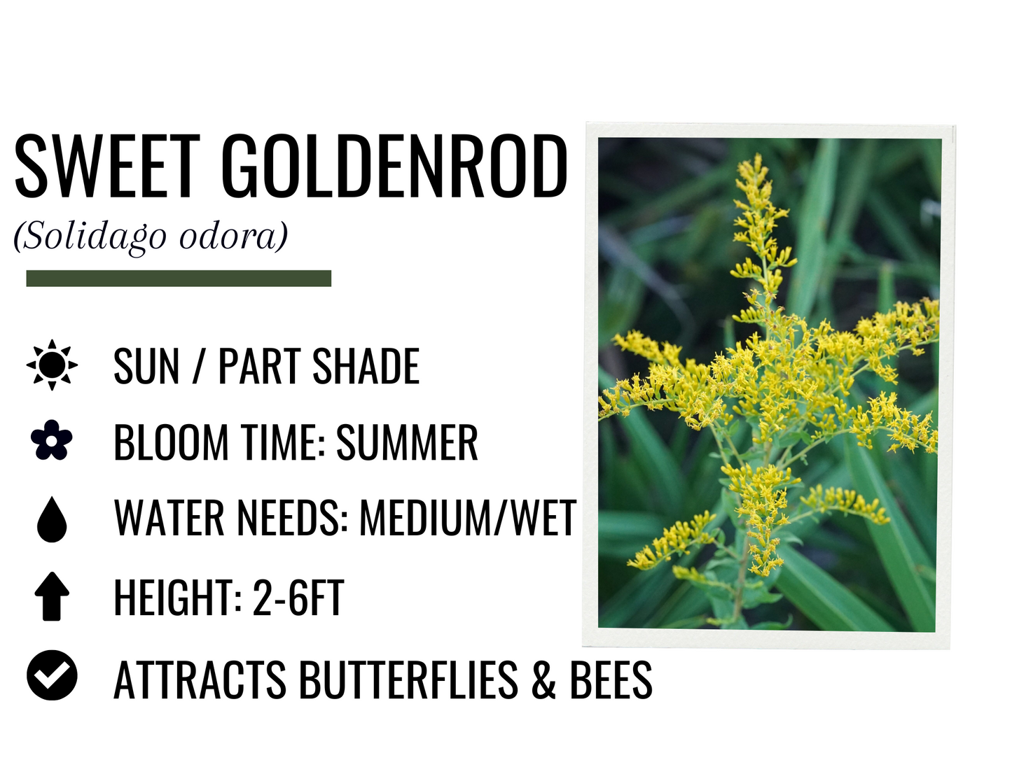 Sweet Goldenrod (1g)