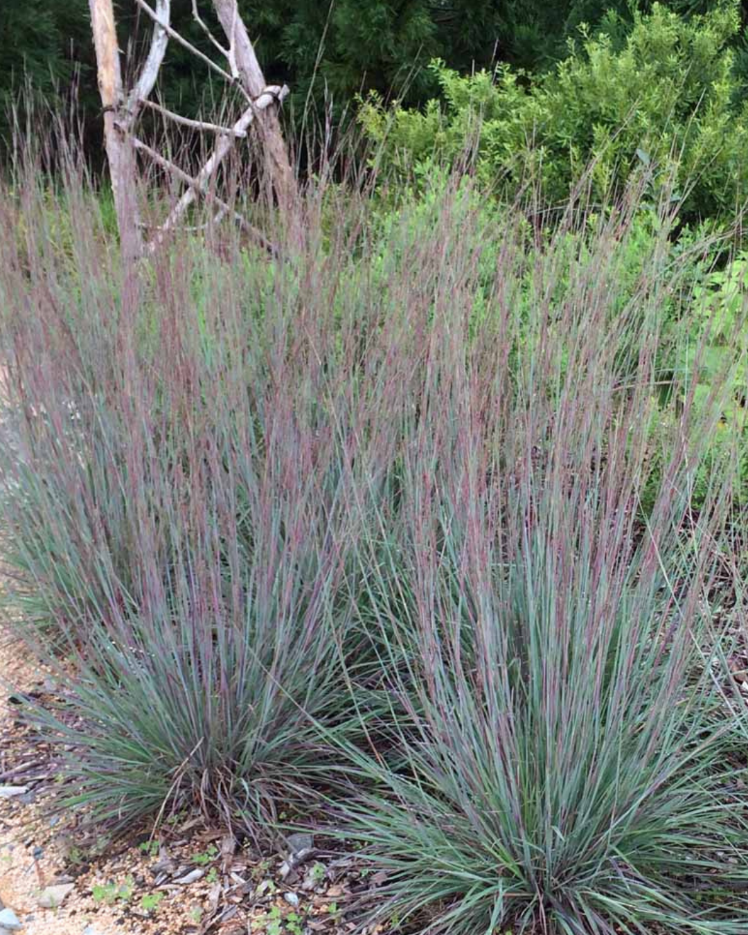 Little Bluestem (1g)