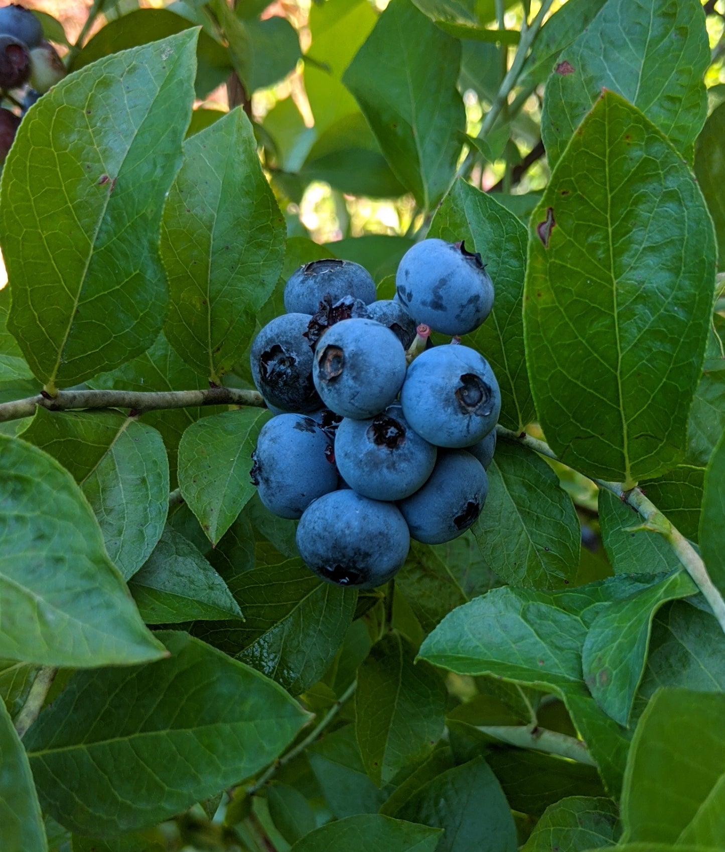 Rabbiteye Blueberry - Premier (3g)
