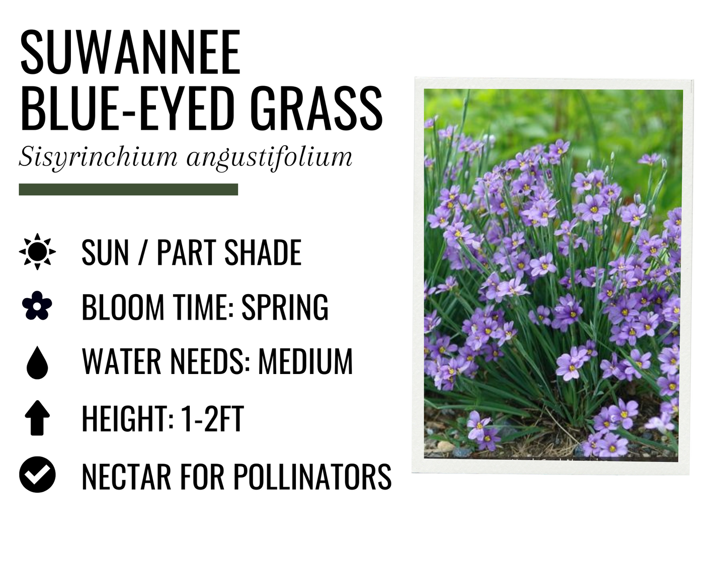Suwannee Blue-Eyed Grass (1g)