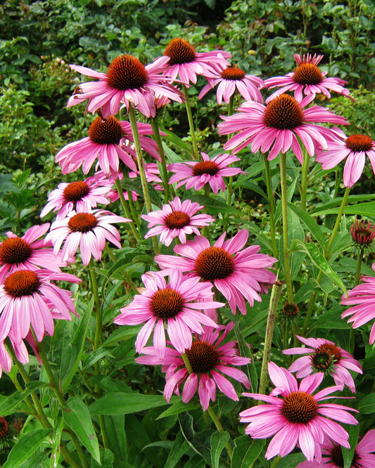 Purple Coneflower (1g)