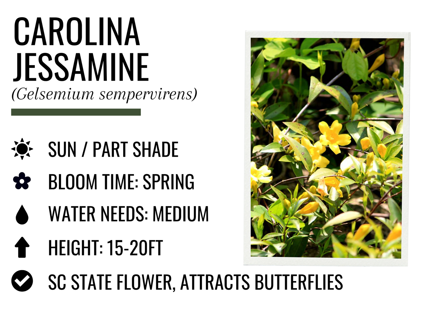 Carolina Jessamine (1g)