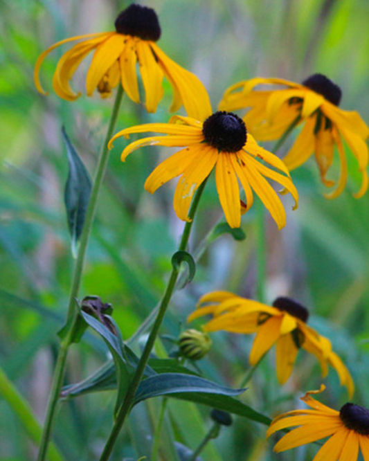 Black-Eyed Susan (1g)