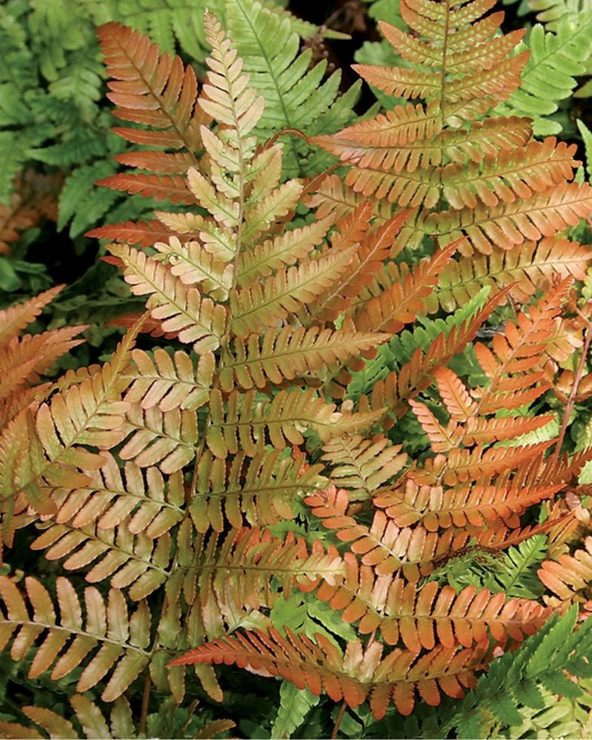 Autumn Fern (1g)