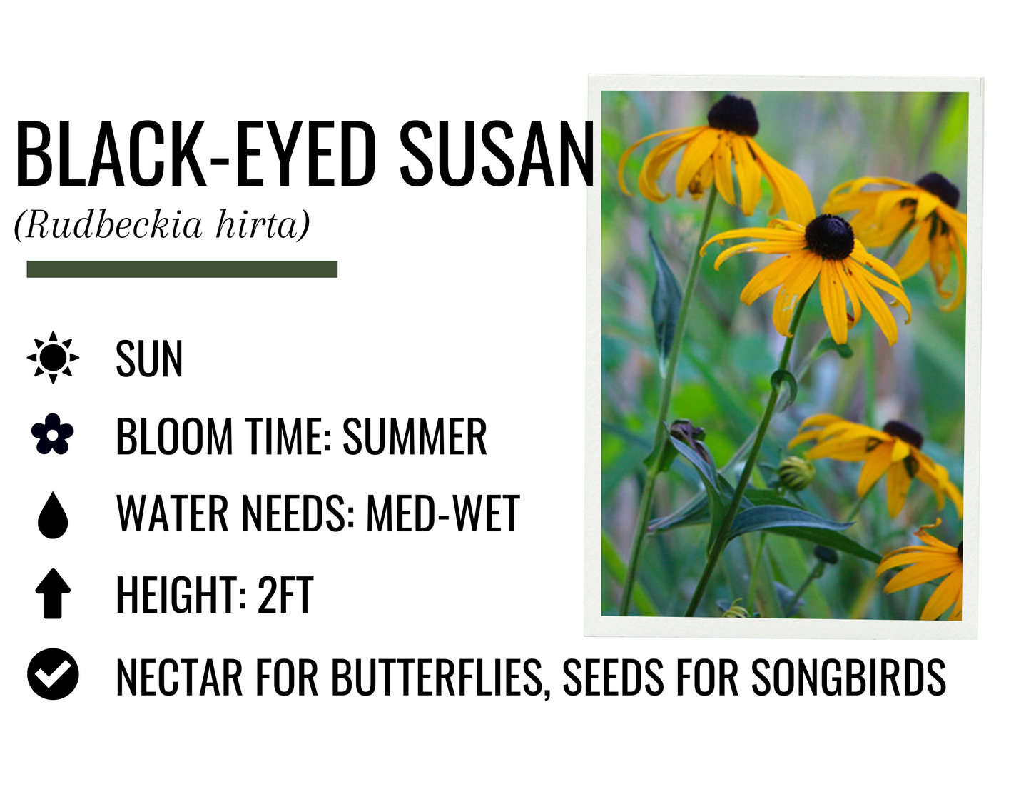 Black-Eyed Susan (1g)