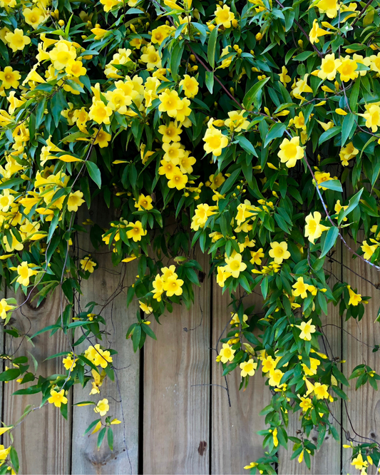 Carolina Jessamine (1g)