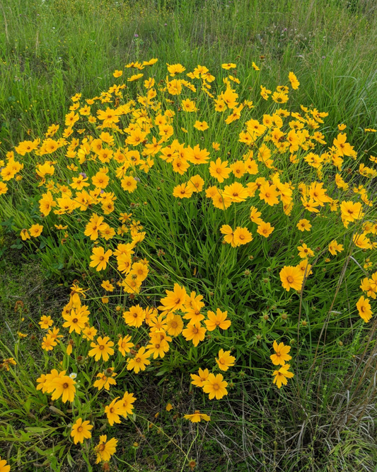 Lanceleaf Coreopsis (1g)
