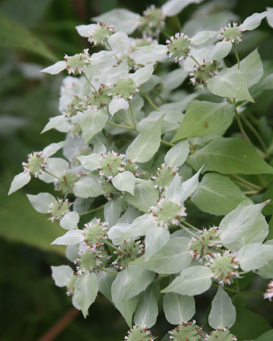 Mountain Mint (1g)