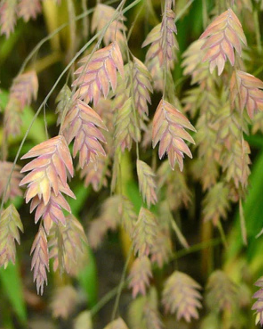 River Oats (1g)