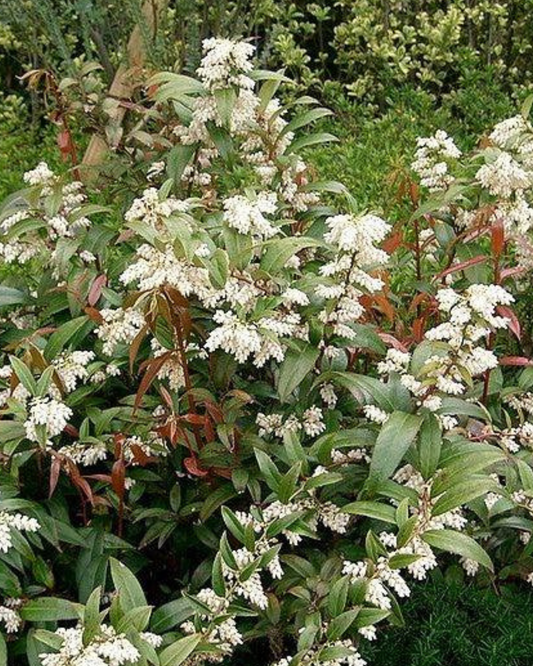 Leucothoe (3g)
