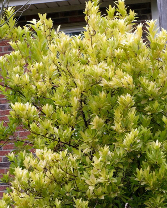 Yellow Anise (3g)