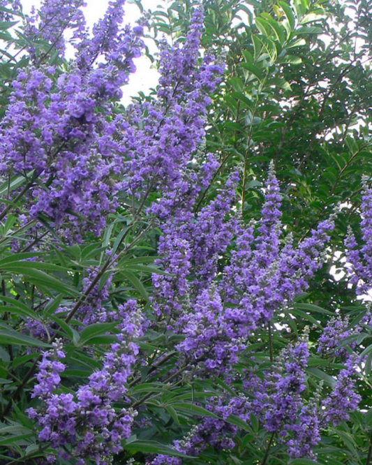 Chaste Tree 'Shoal Tree' (3g)