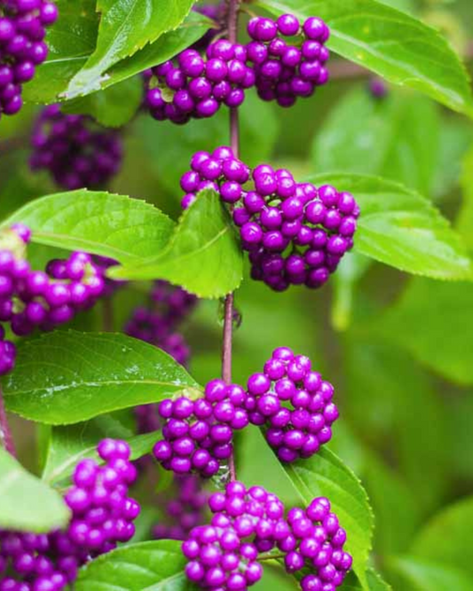 Beauty Berry (3g)