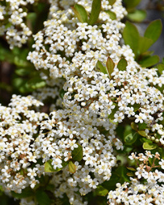 Walter's Viburnum - Mrs. Schiller's Delight (3g)