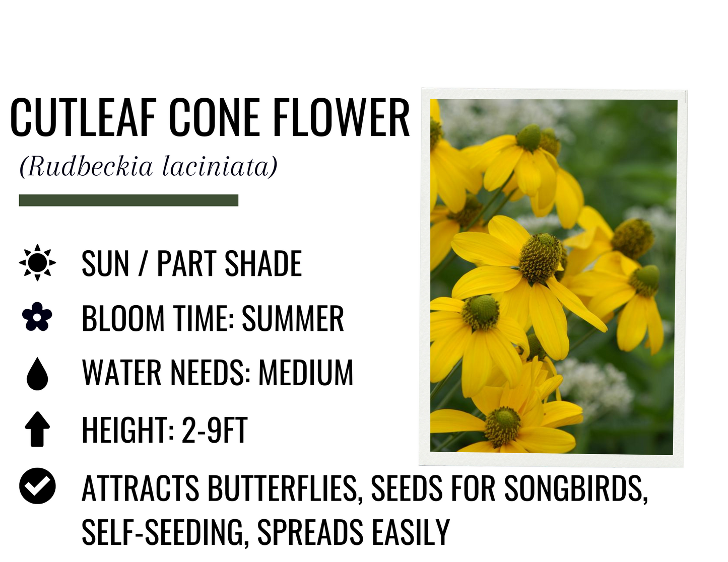 Cutleaf Coneflower (1g)