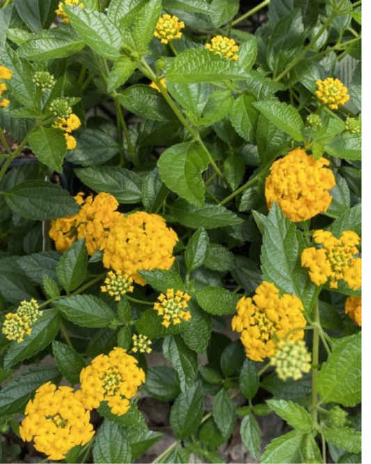 Lantana 'New Gold' (1g)