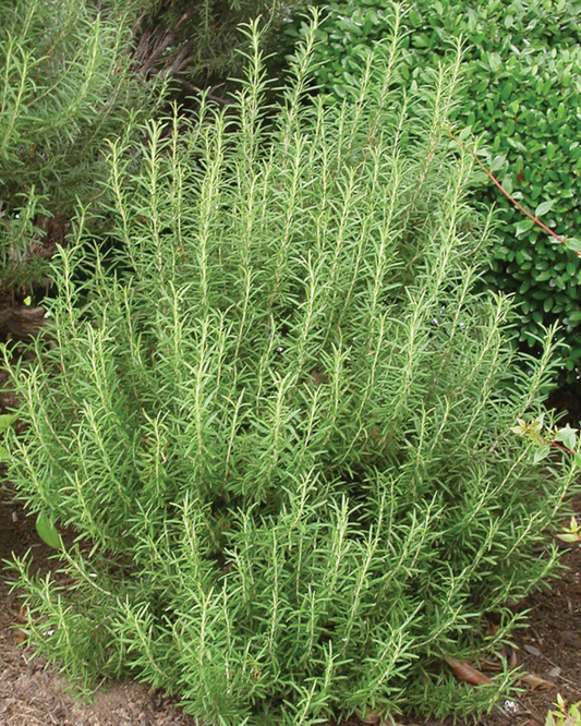 Rosemary (1g)