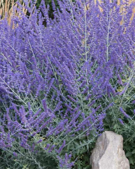Russian Sage 'Crazy Blue' (1g)