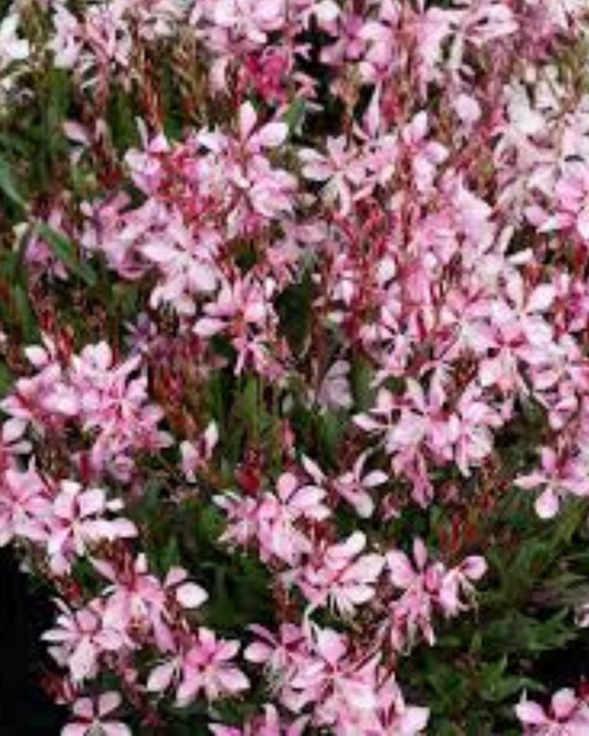 Gaura 'Ballerina Rose' (1g)