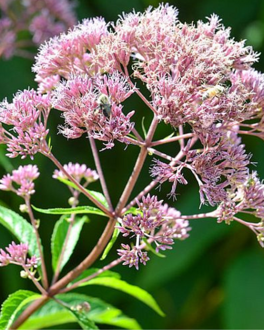 Joe-Pye-Weed (1g)